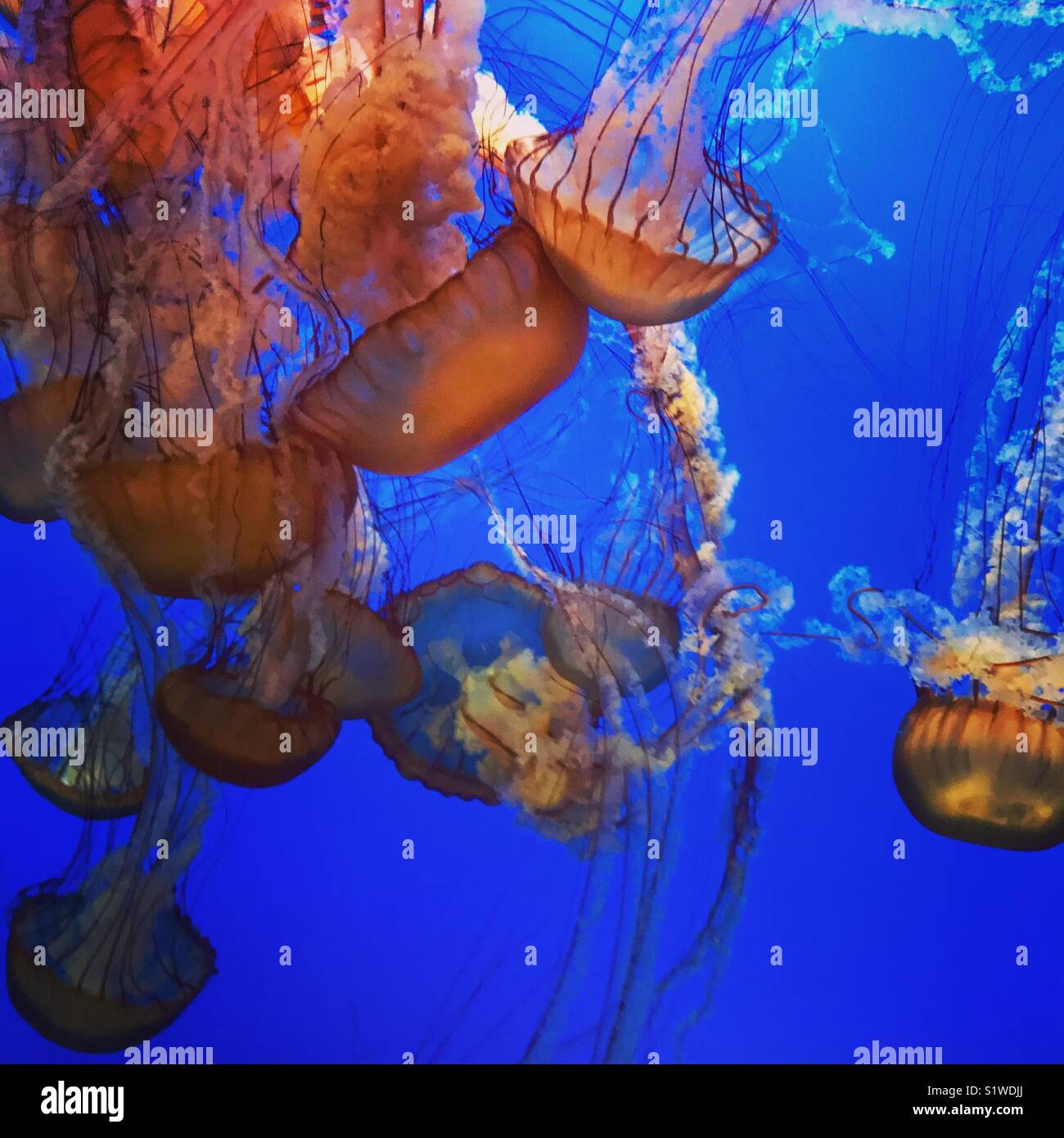 Les méduses à Monterey Bay Aquarium Banque D'Images