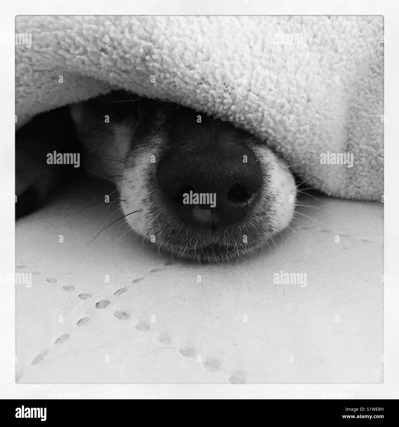 Nez de chien peeking sous couvre Banque D'Images