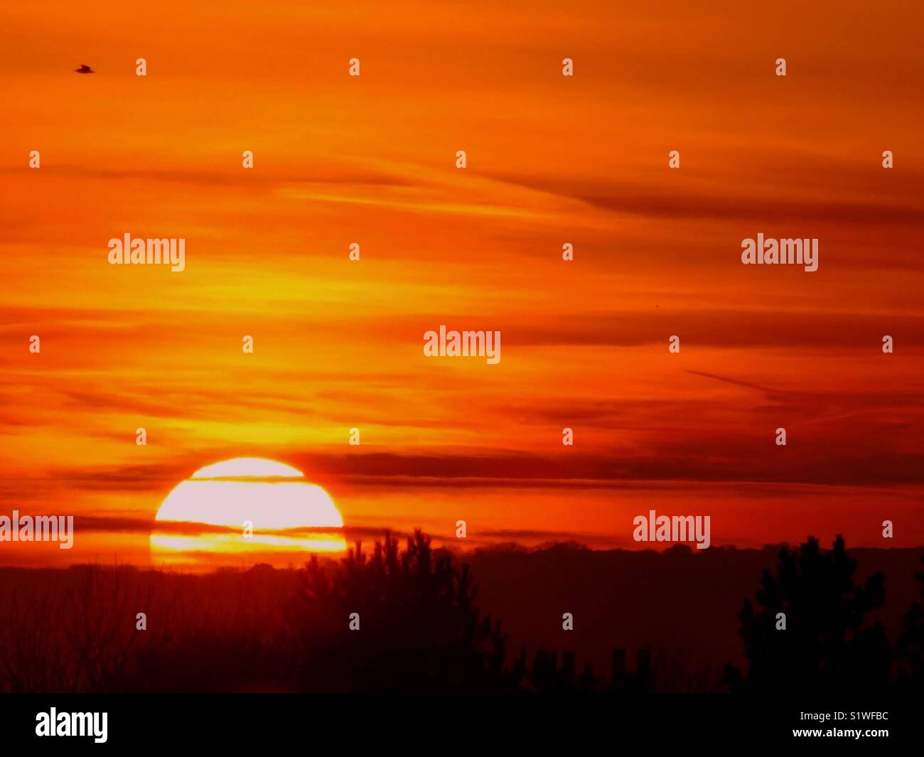 Soleil derrière les arbres et d'oiseaux volant au-dessus - Image de stock capturée avec un smartphone