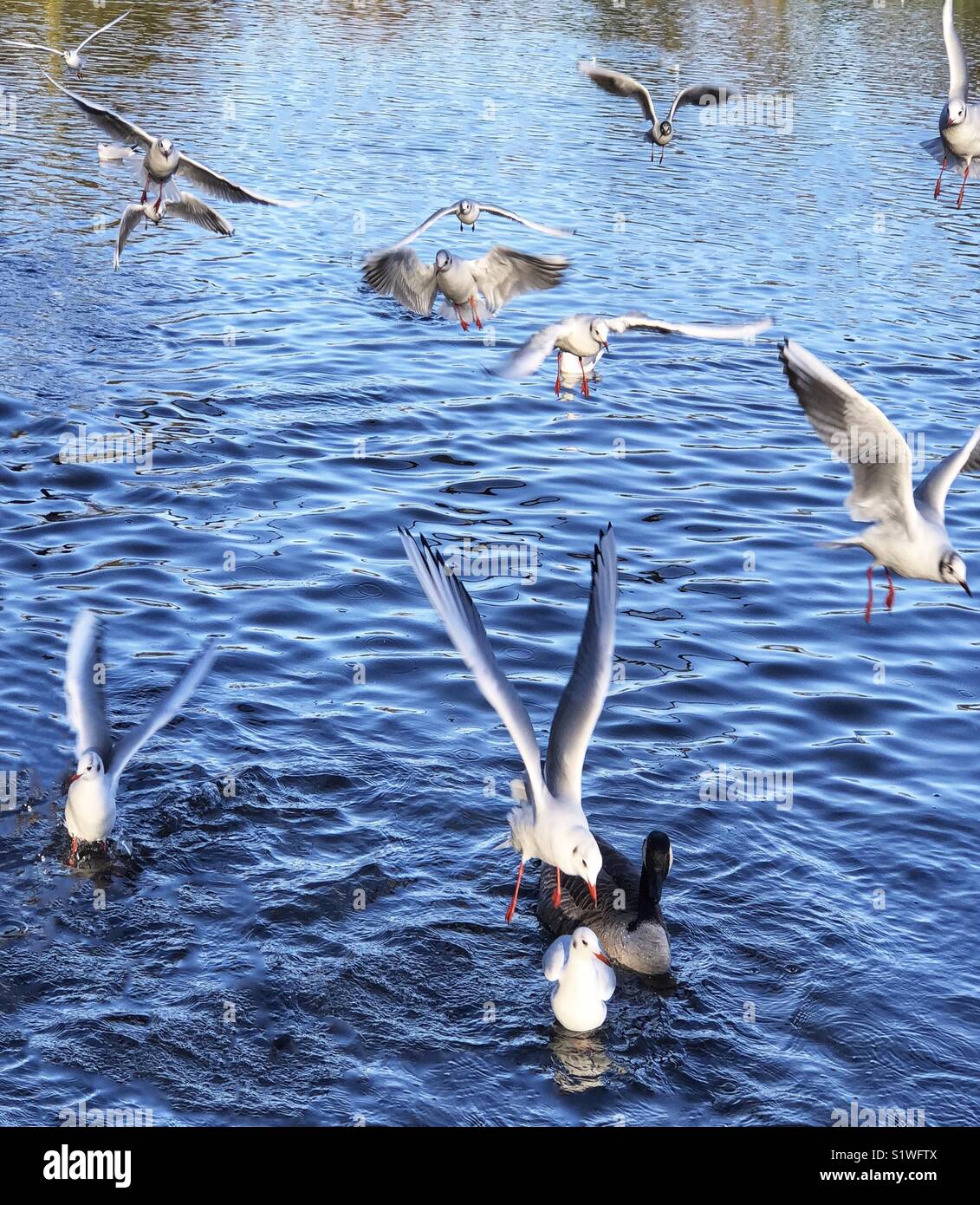 Vol de mouettes à un lac pour attraper quelques graines que les offres Banque D'Images