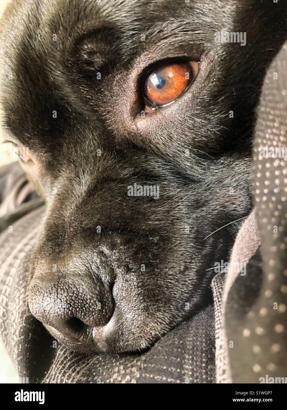 Beau portrait de l'œil d'un beau black Staffordshire Bull Terrier chien couché sur le côté d'un lit avec couette noir et blanc doux Banque D'Images