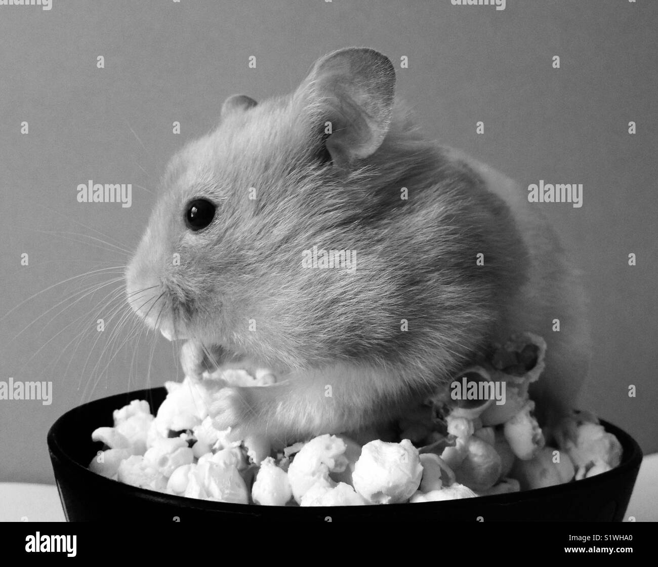 Hamster eating popcorn Banque D'Images