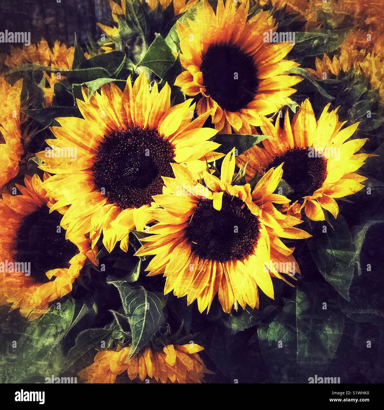 Bouquet de tournesols Banque D'Images