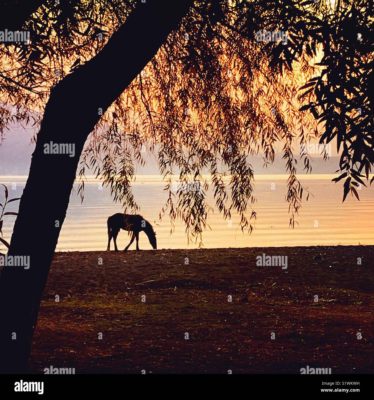 Un cheval broute nonchalamment le long des rives du lac de Chapala au coucher du soleil. Banque D'Images