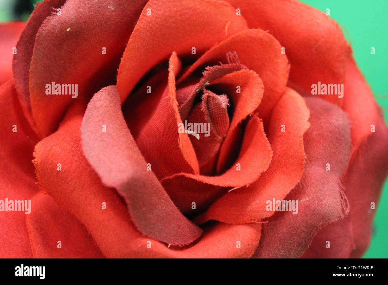 Plan d'une fausse Rose dans un fond d'écran vert Photo Stock - Alamy