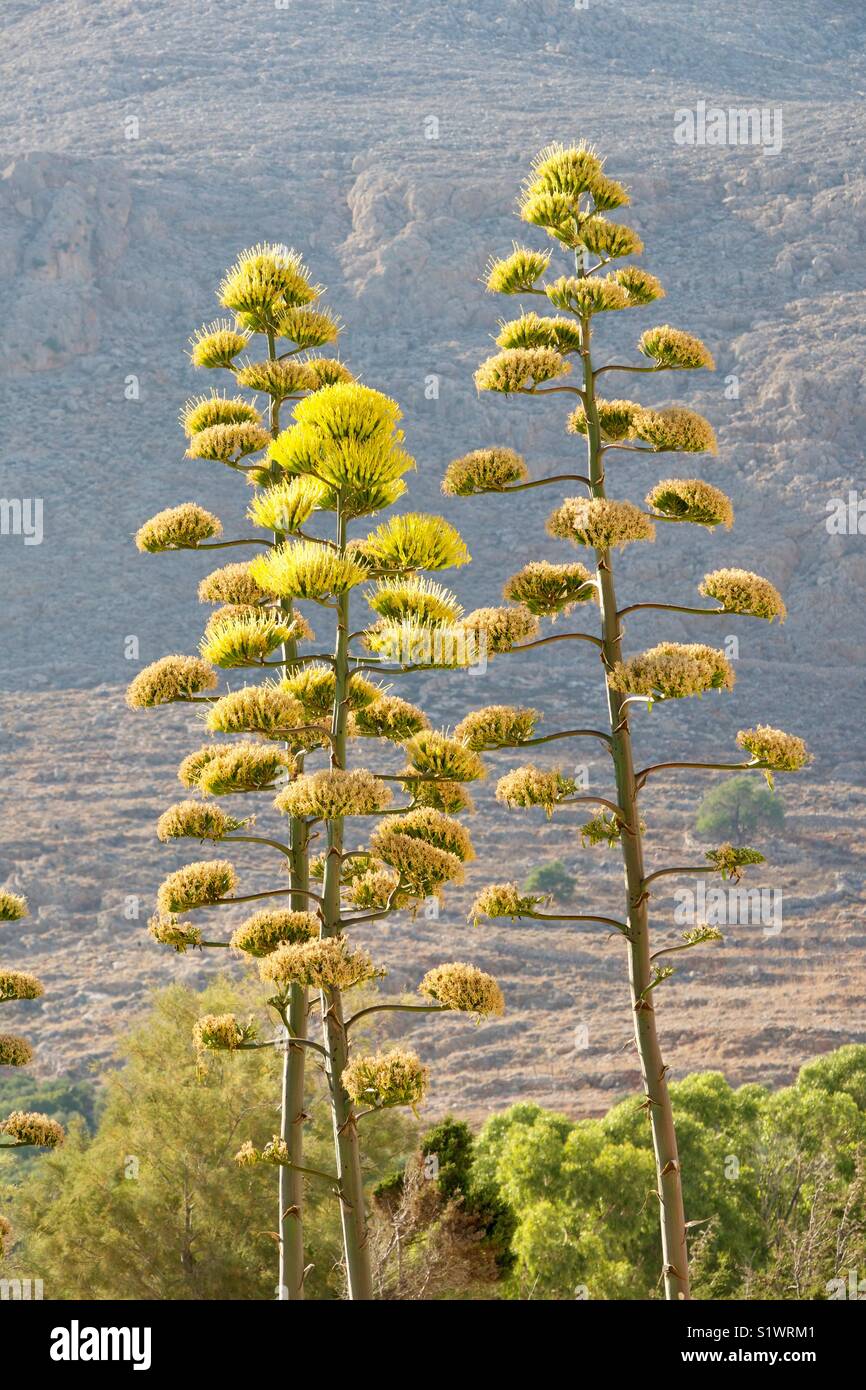 Tall, jaune, de l'Agave plantes croissant par la mer, Halki, Grèce. Banque D'Images