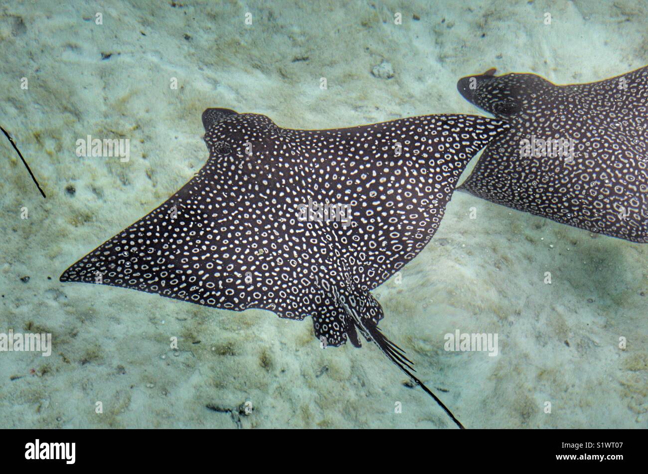 Spotted Eagle Ray, à Bora Bora, Polynésie Française - Image de stock capturée avec un smartphone