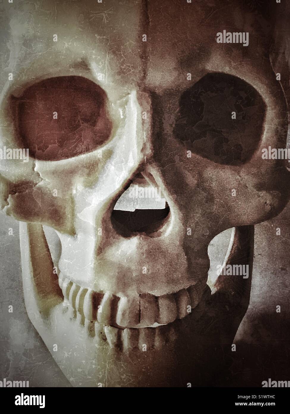 Crâne humain en plastique Banque D'Images