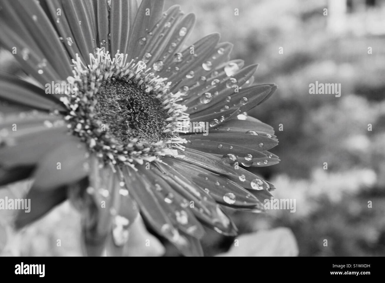 Gouttes de pluie sur fleur après une douche Banque D'Images