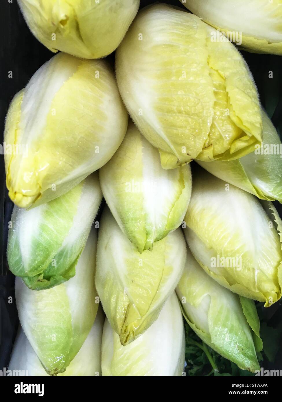 Endives Banque D'Images
