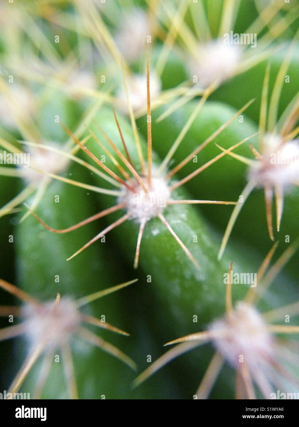 Macro d'épines de cactus. Banque D'Images