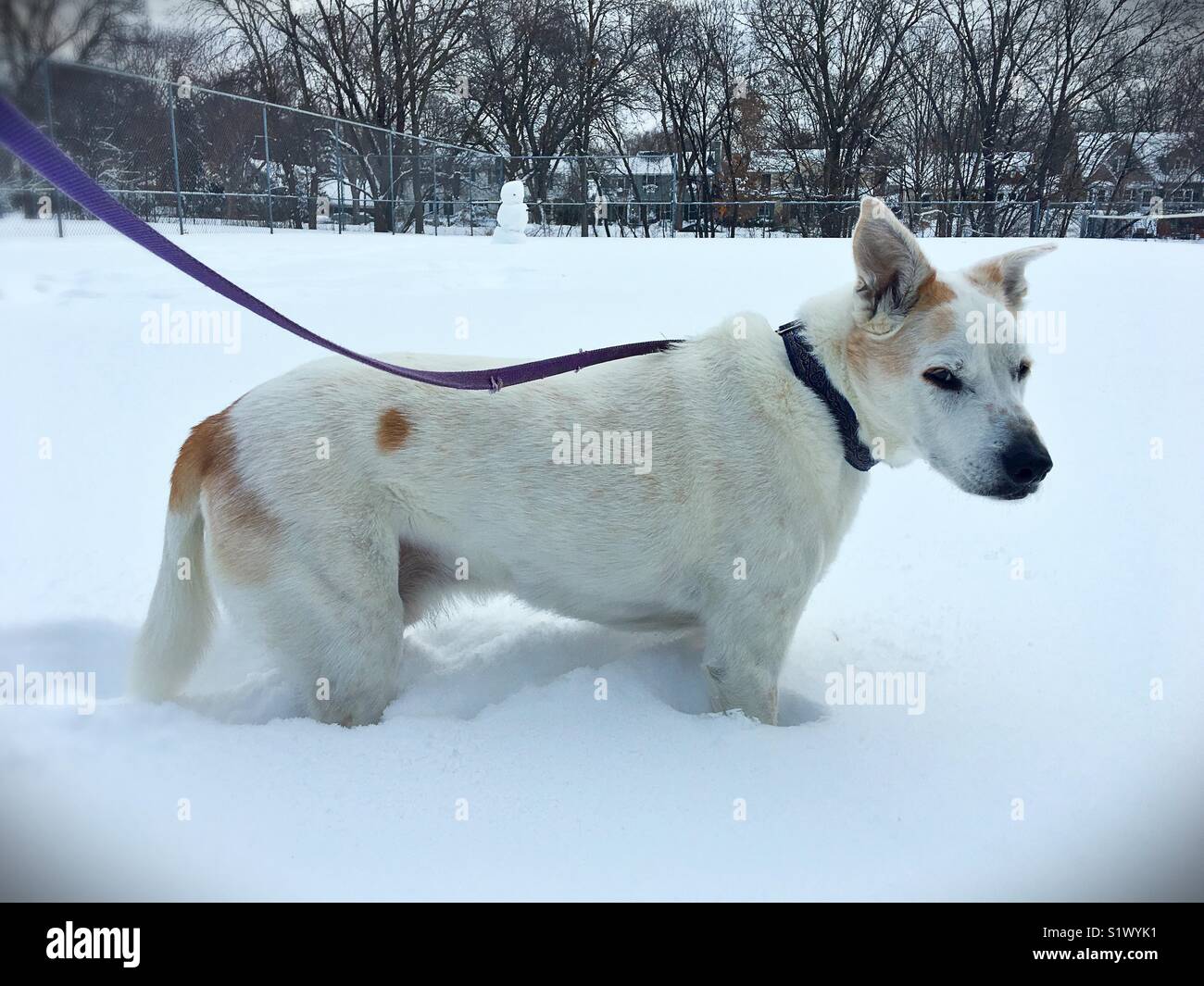 Un chien dans la neige profonde. Banque D'Images