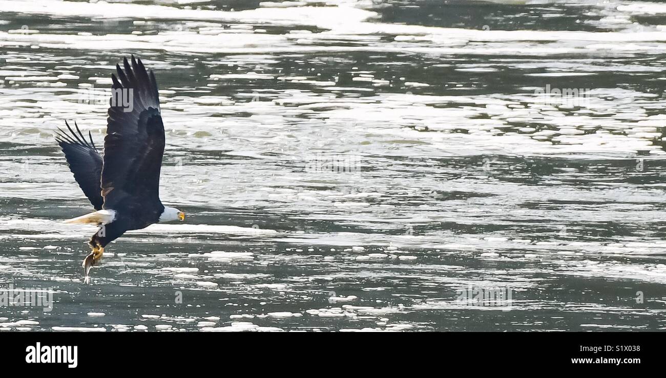 La capture de poissons de l'aigle - Image de stock capturée avec un smartphone