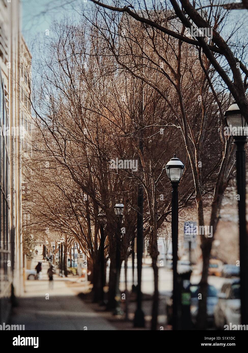 West Peachtree Street Trees II Banque D'Images