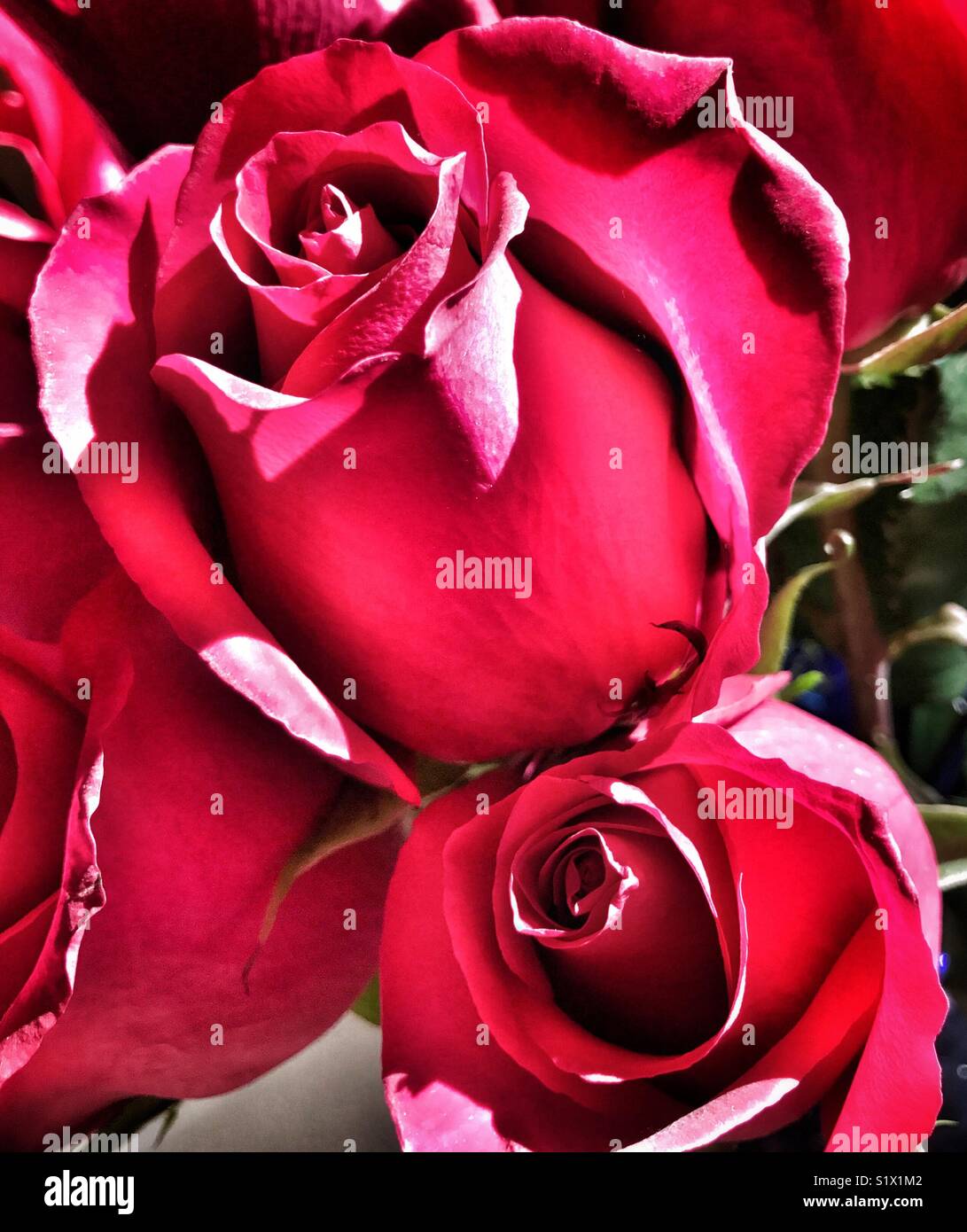 Roses rose en lumière spectaculaire Banque D'Images
