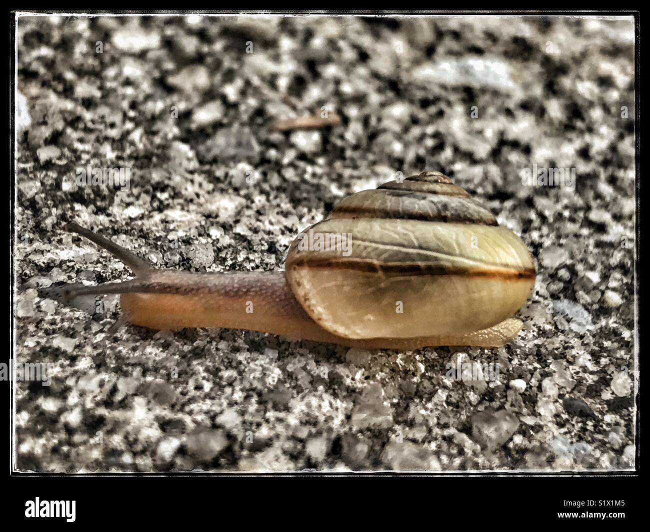 Petit escargot ramper à travers la chaussée, Bradybaena similaris Escargot Tramp Banque D'Images