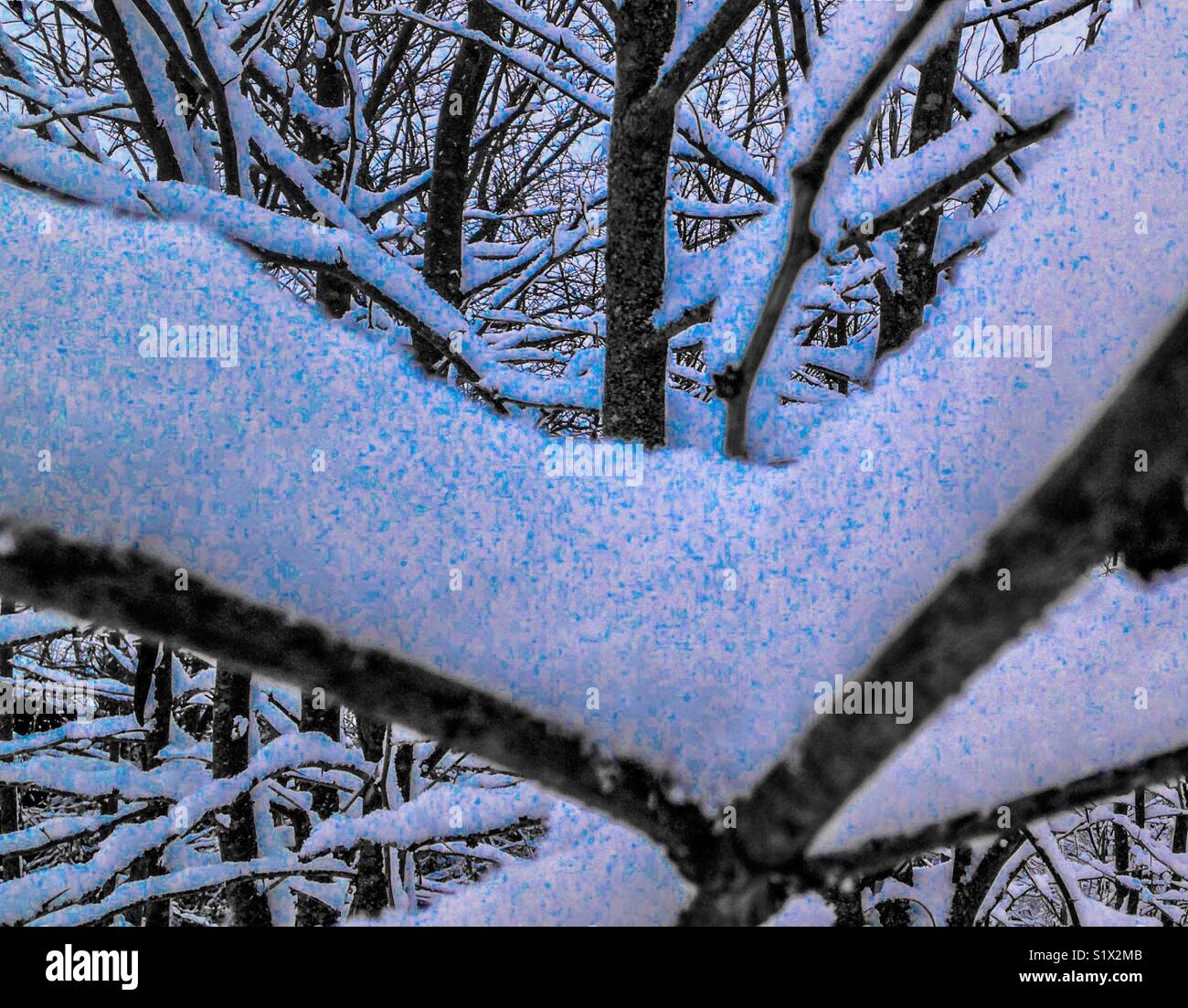 Teinté bleu photo de snow de branches d'arbre en Caroline du Nord - Image de stock capturée avec un smartphone