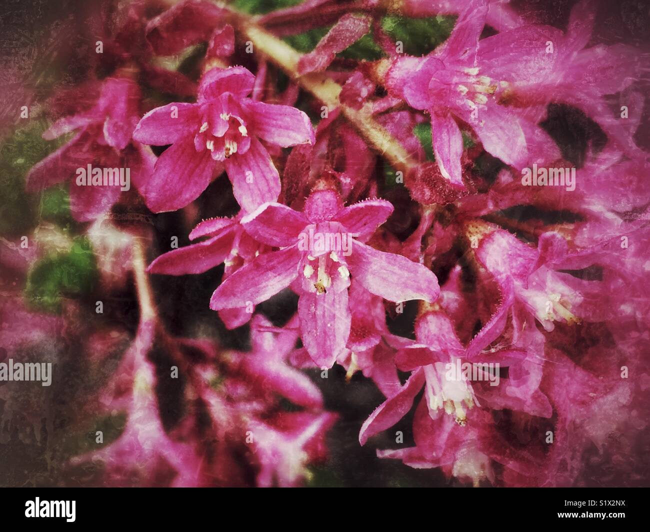 Petites fleurs roses de l'arbuste berry - Image de stock capturée avec un smartphone