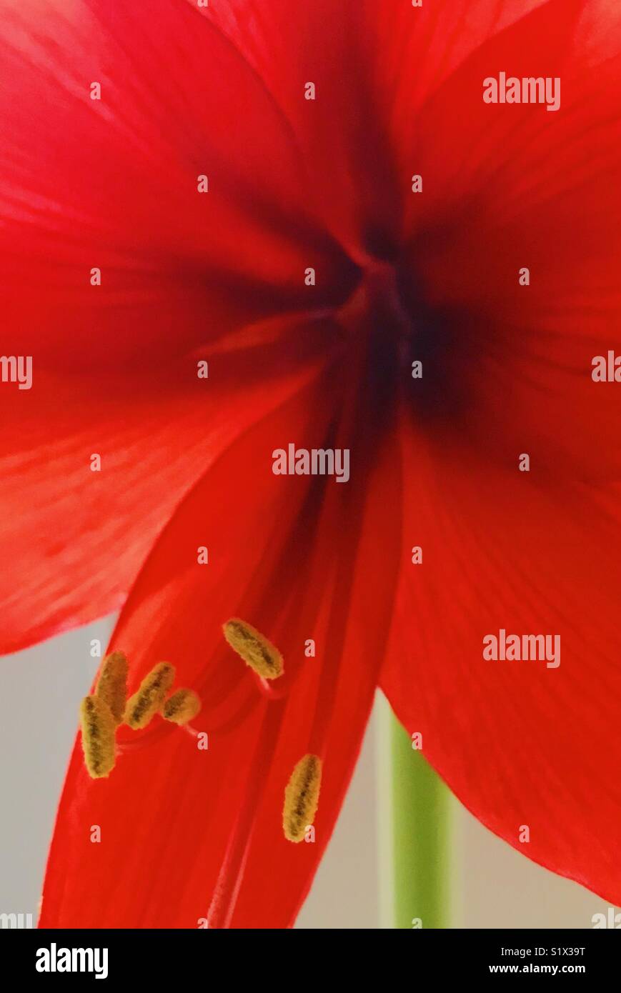 Un superbe amaryllis rouge vif apparaît avec du jaune à la stigmatisation et à tiges vertes. Banque D'Images