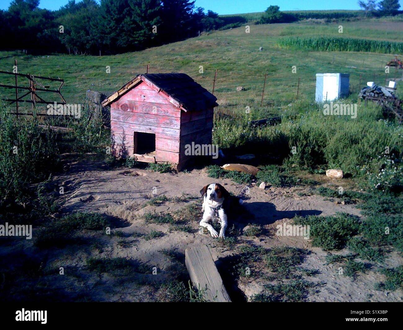 Chien de ferme Amish avec Snoopy niche. Banque D'Images