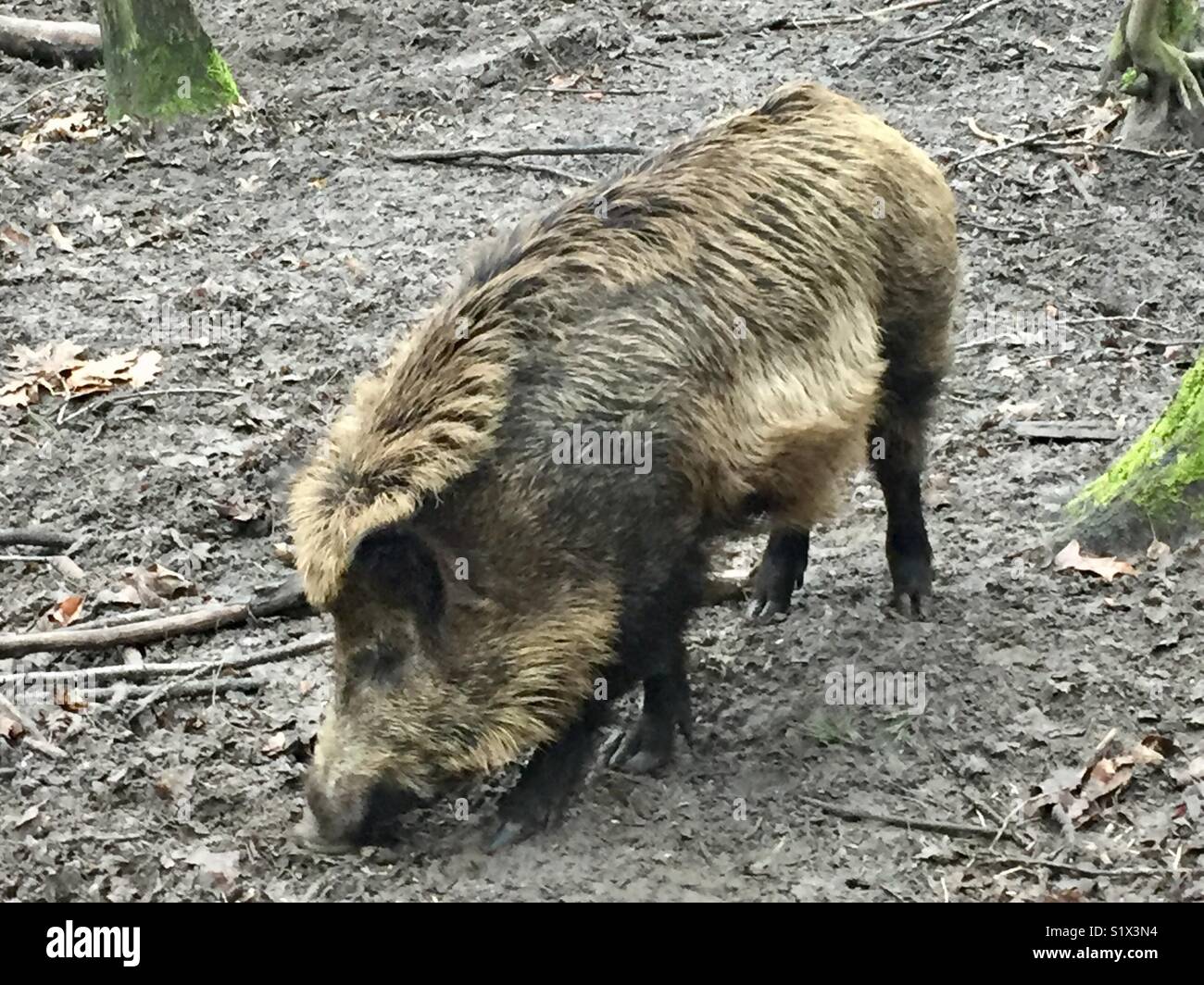 Cochon sauvage dans les forêts du nord-ouest de Berlin, Berlin, Allemagne. Wildschwein im Berliner Forst im Nordwest Berlin. Banque D'Images