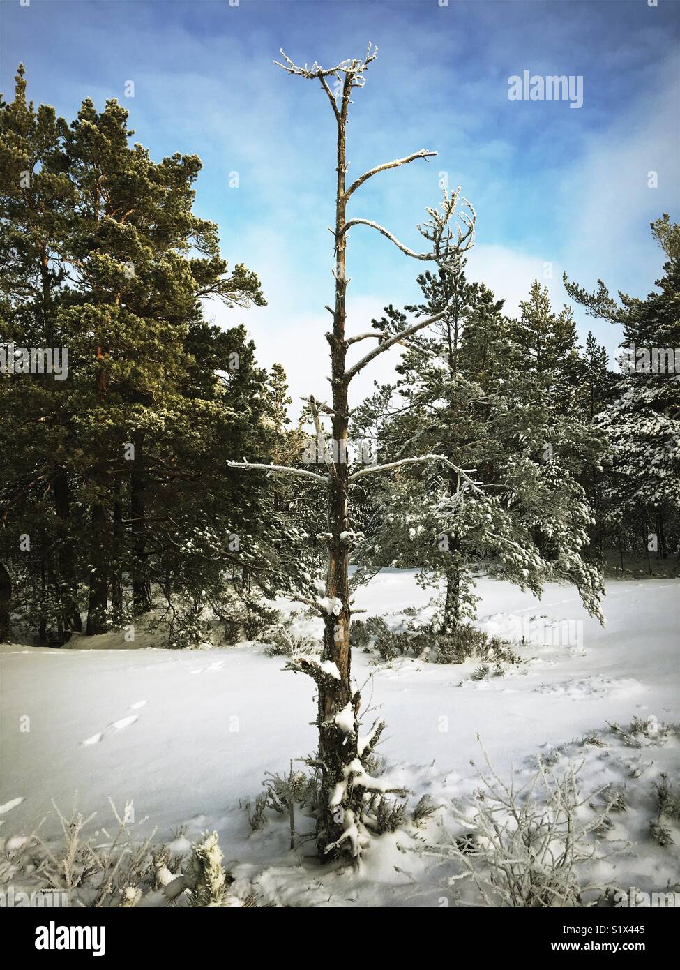 Lone Pine Tree morte dans la forêt de conifères suédois en hiver neige Banque D'Images