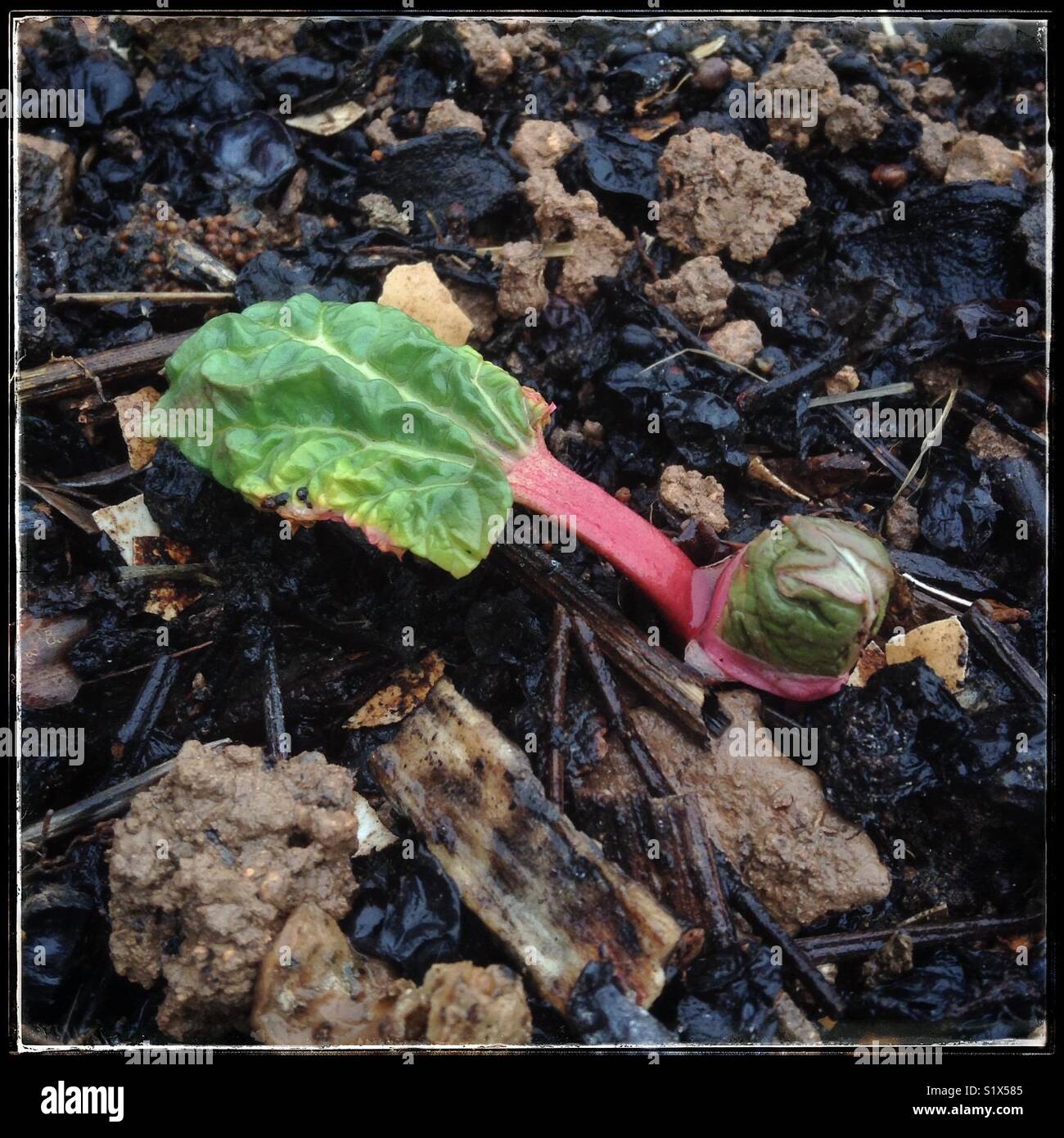 Bebe Tire Sur Une Nouvelle Usine De Rhubarbe Photo Stock Alamy Bebe Tire Sur Une Nouvelle Usine De Rhubarbe Photo Stock Alamy