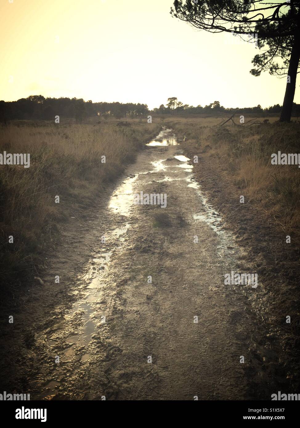 Lonely sombre à la piste Off Road - Image de stock capturée avec un smartphone