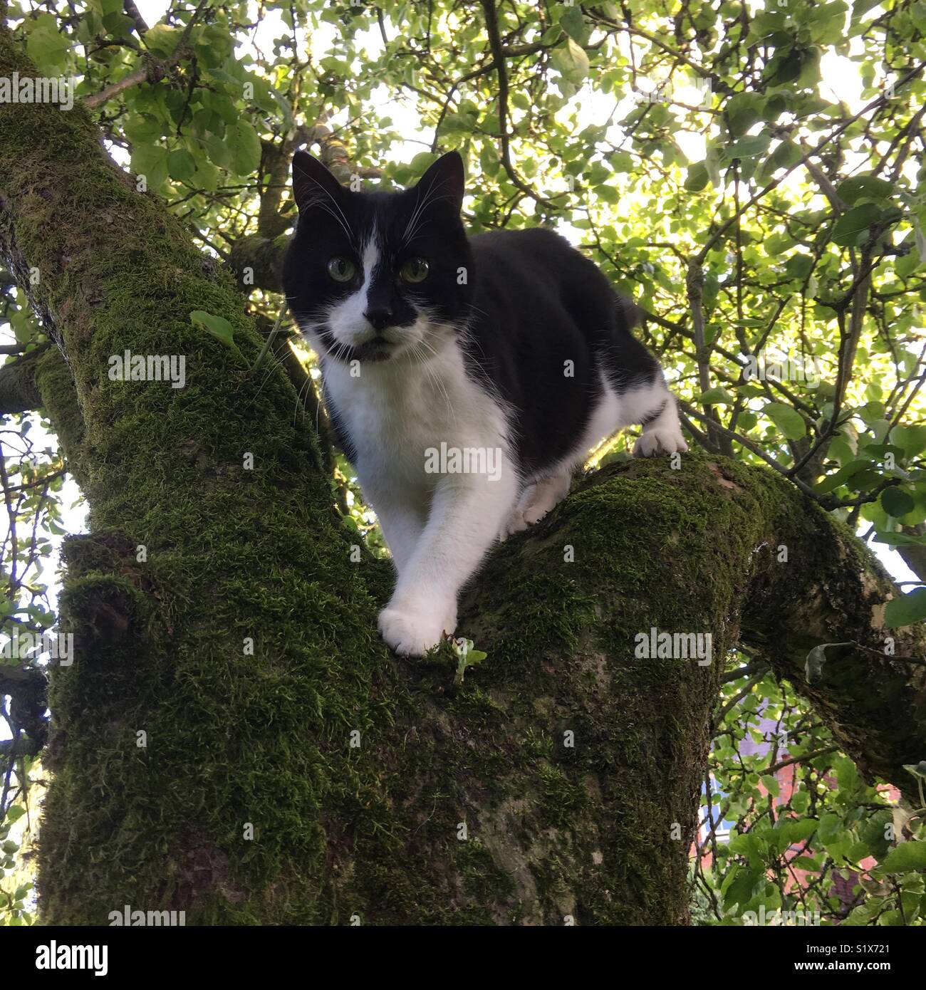Un chat dans un arbre Banque D'Images