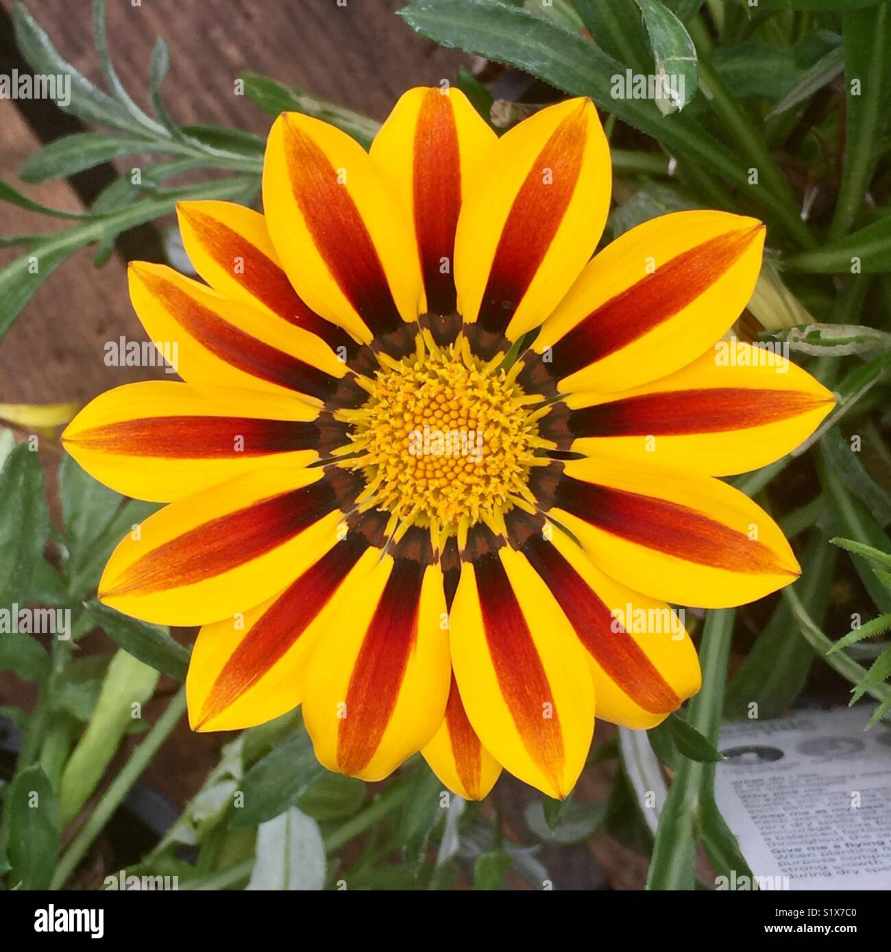 Une fleur de Gazania parfaite avec des pétales jaunes et rouges en été - Image de stock capturée avec un smartphone