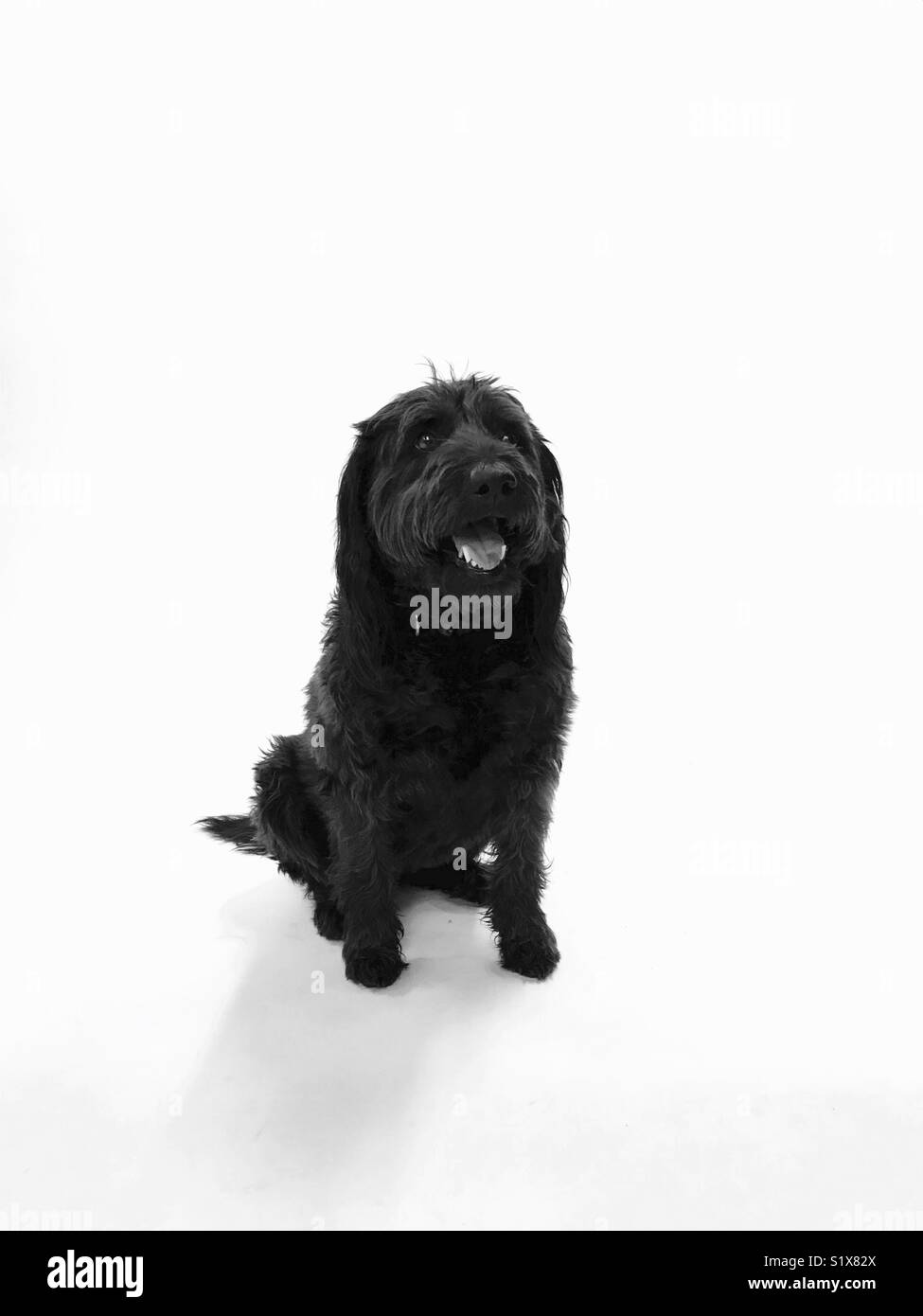 Un labradoodle chien noir sur fond blanc. Banque D'Images