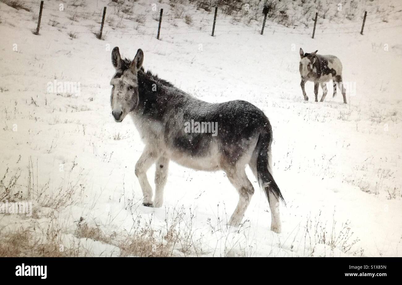 Deux ânes - Image de stock capturée avec un smartphone