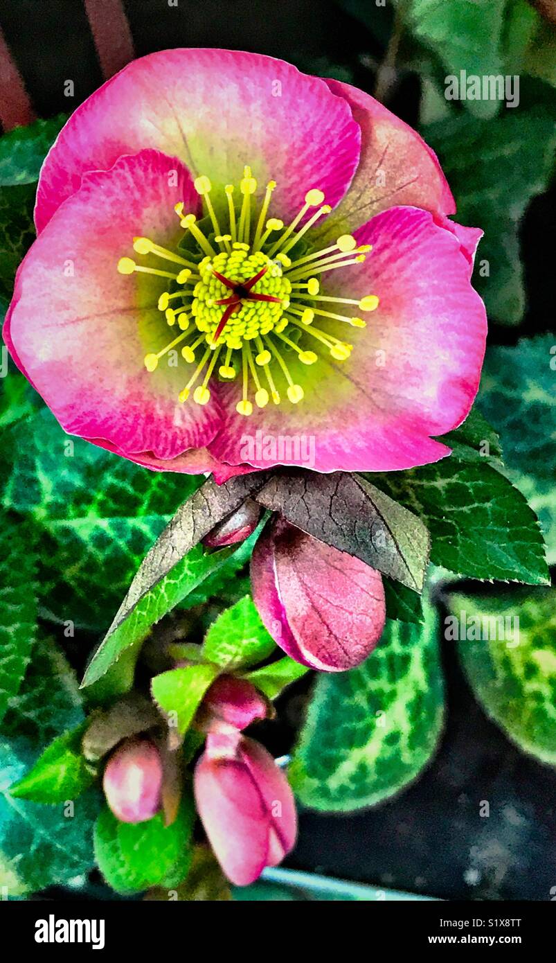 Une belle fleur rose Banque D'Images