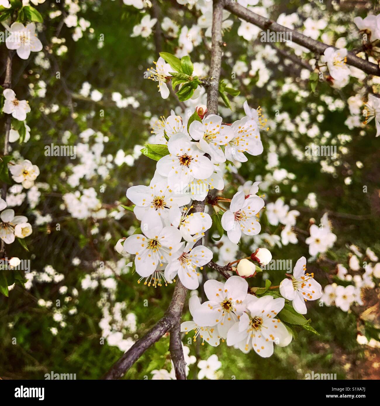 Fleurs de Printemps, parc national de Biebrza, Pologne Banque D'Images