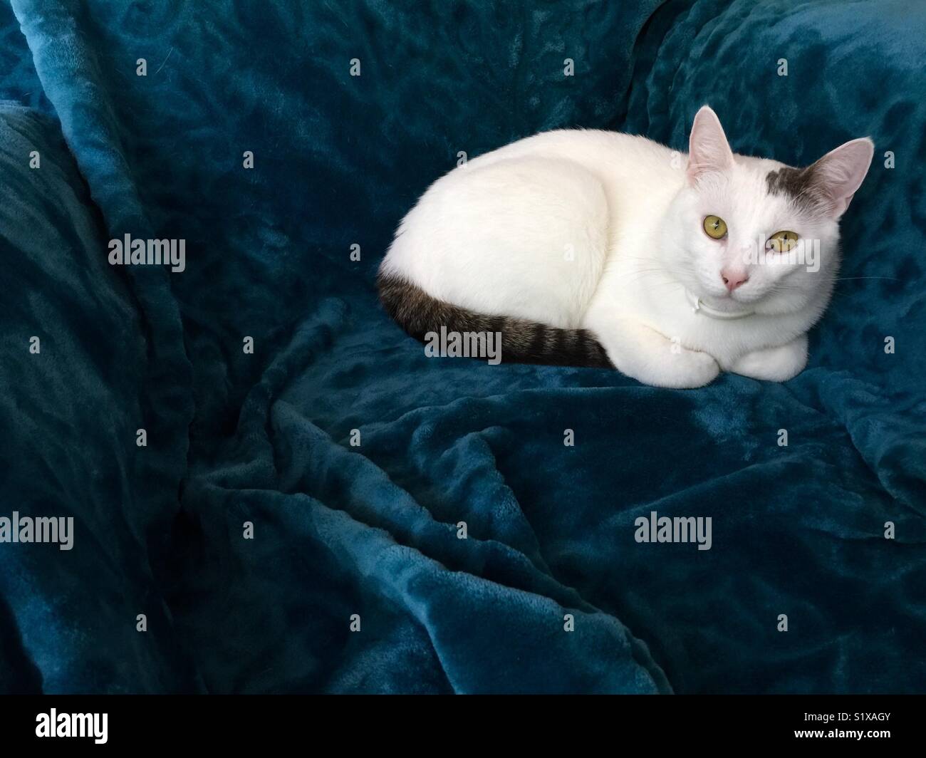 Chat Blanc Yeux Jaunes La Queue Rayee Bleu Sur Toison Photo Stock Alamy