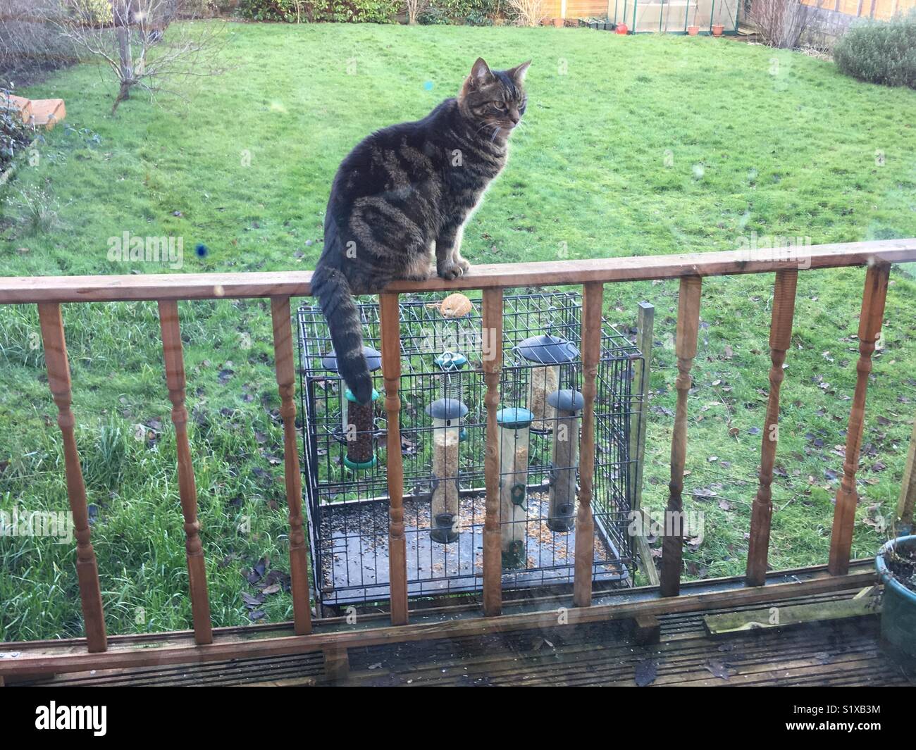 Les oiseaux l'effrayant chat Banque D'Images