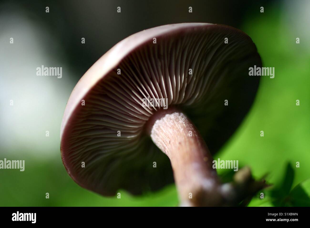 Les amateurs de champignons Banque D'Images