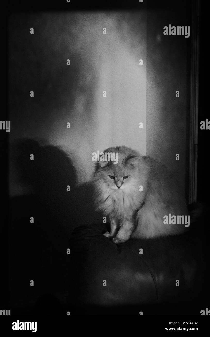 Scène étrange dotée de grandes, chat à poil long à la recherche vers le bas, alors que sans le savoir, une coulée d'ombre sombre sur le mur derrière lui. Banque D'Images