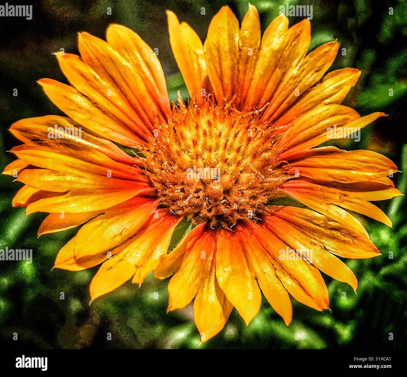 Jaune Orange fleur dans la lumière du soleil, Pêche Melba Blanket flower close up, Gaillardia pêche melba Banque D'Images