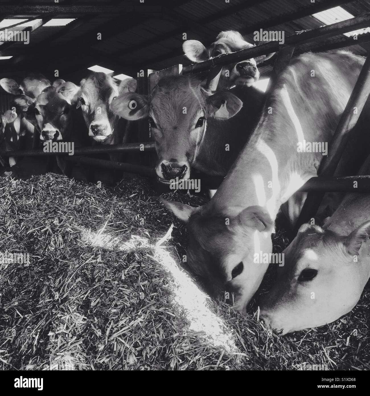 L'alimentation des vaches Jersey l'ensilage d'herbe Banque D'Images