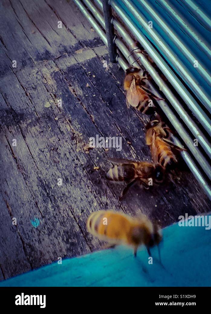 Les ouvrières d'abeilles à l'extérieur de fort des chaudes journée Janvier Banque D'Images