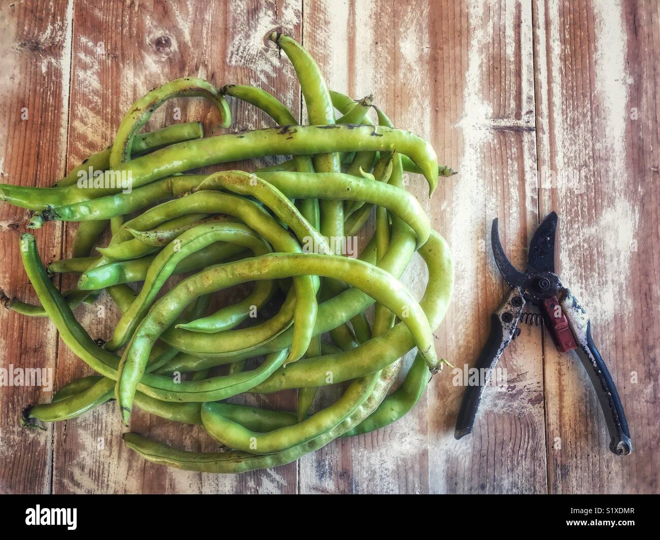 Vicia faba, également connu sous le nom de la fève, fèves, féveroles, tic bean, fraîchement cueilli du jardin. - Image de stock capturée avec un smartphone