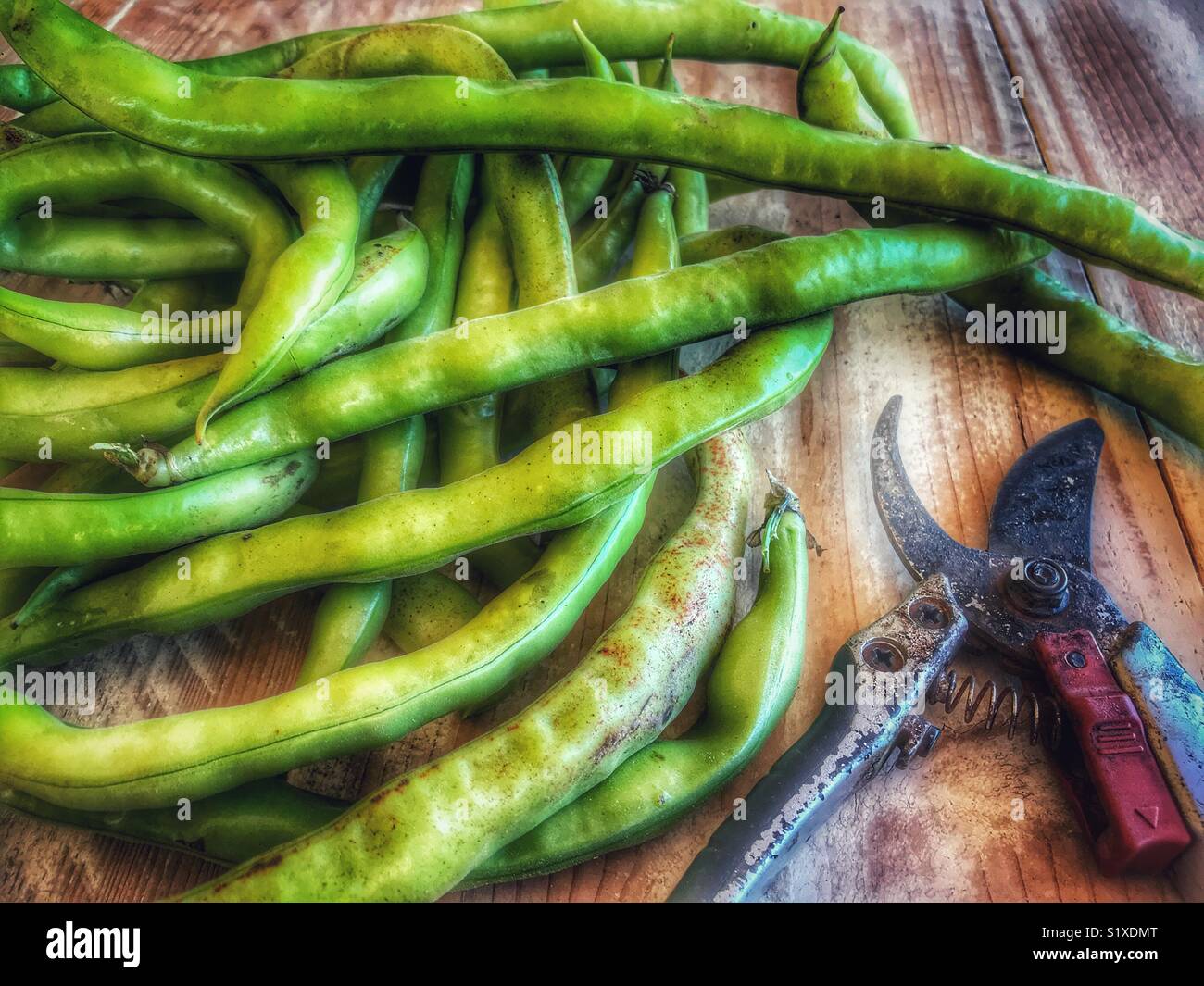Vicia faba, également connu sous le nom de la fève, fèves, féveroles, tic bean, fraîchement cueilli du jardin avec des sécateurs - Image de stock capturée avec un smartphone