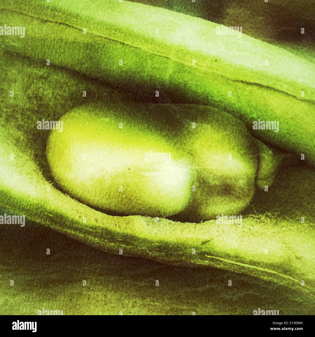 Vicia faba, également connu sous le nom de la fève, fèves, féveroles, tic bean, détail, bean dans le pod - Image de stock capturée avec un smartphone