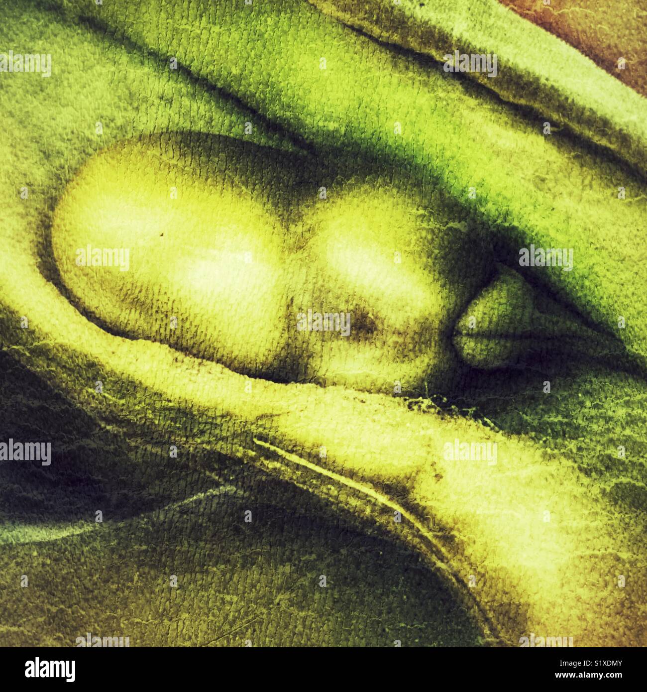 Vicia faba, également connu sous le nom de la fève, fèves, féveroles, tic bean, détail, bean dans le pod - Image de stock capturée avec un smartphone