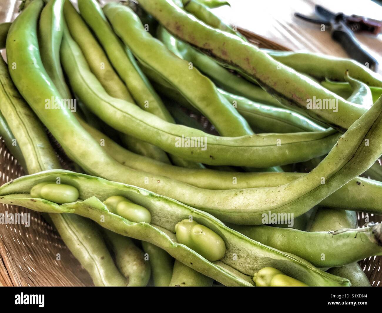 Vicia faba, également connu sous le nom de la fève, fèves, féveroles, tic bean, Close up montrant les haricots dans le pod avec des sécateurs dans l'arrière-plan - Image de stock capturée avec un smartphone