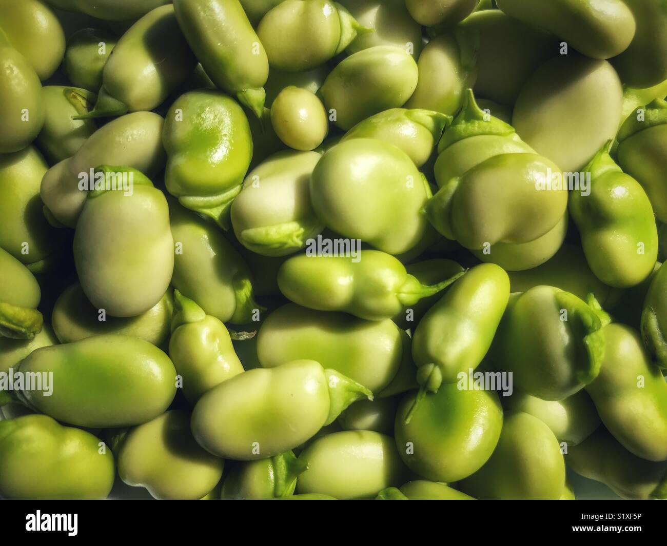 Vicia faba, également connu sous le nom de gros haricots, fèves, féveroles, haricot, haricot, haricot tic bell - Image de stock capturée avec un smartphone