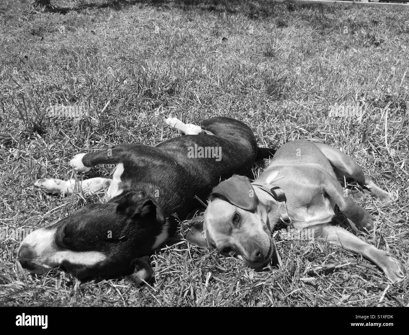 Deux chiens partager un moment dans l'herbe sur une belle journée d'été Banque D'Images