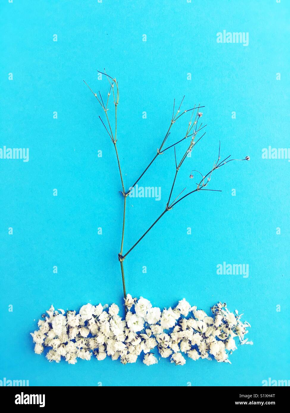 La Vie Encore D Arbre Avec Des Branches Denudees A L Aide De L Haleine De Bebe Fleur Photo Stock Alamy