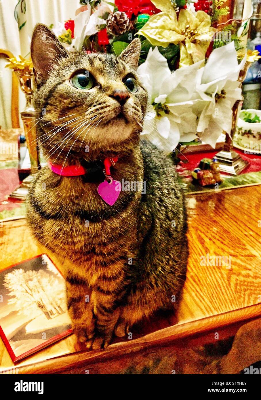 Cat posant sur la table à côté de poinsettia arrangement floral et carte de Noël - Image de stock capturée avec un smartphone